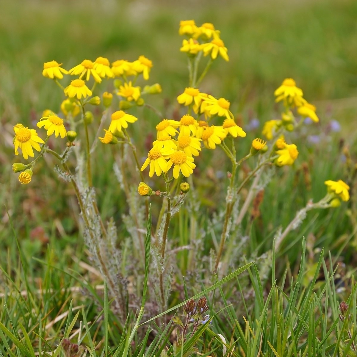 Rmen barvířský - Anthemis tinctoria - semena rmenu - 500 ks