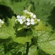 Česnáček lékařský - Alliaria petiolata - semena česnáčku - 45 ks