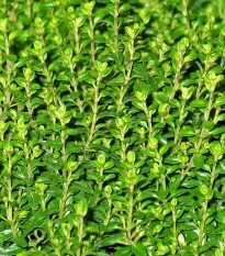 Tymián Anglická zima - Thymus vulgaris - semena tymiánu - 50 ks