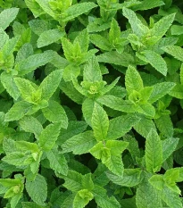 Máta kobercová Polej - Mentha pulegium - semena máty - 25 ks