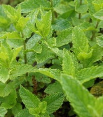 Máta dlouholistá - Mentha longifolia - semena máty - 100 ks