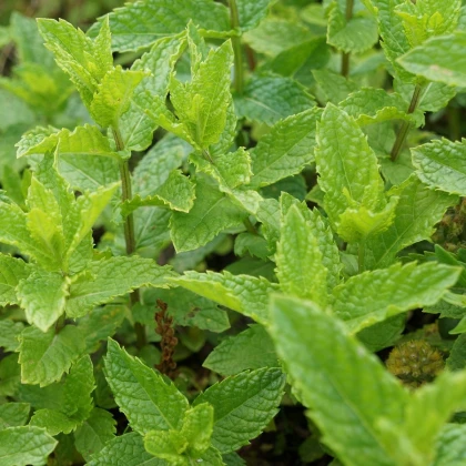 Máta dlouholistá - Mentha longifolia - semena máty - 100 ks