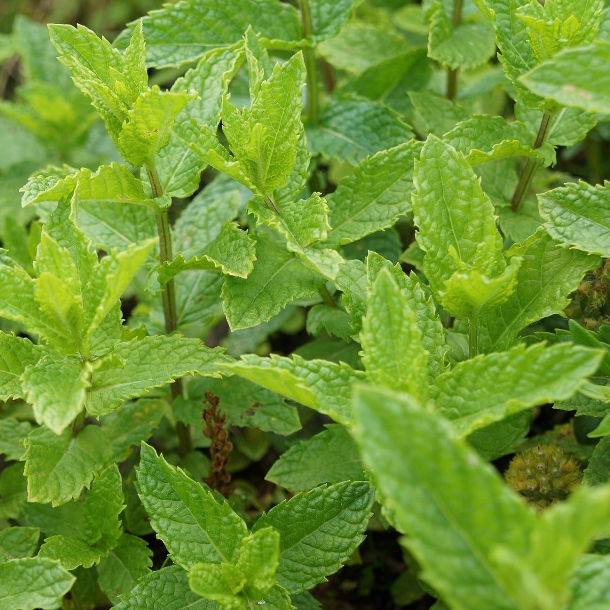 Máta dlouholistá - Mentha longifolia - semena máty - 100 ks