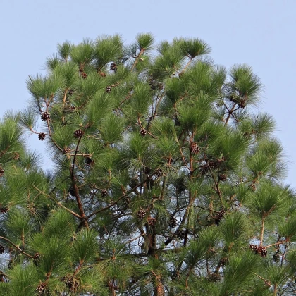 Borovice himalájská - Pinus wallichiana - semena borovice - 5 ks