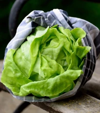 BIO Salát ledový Saladin - Lactuca sativa - bio semena salátu - 100 ks