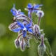 Brutnák lékařský - Borago officinalis - semena brutnáku - 20 ks