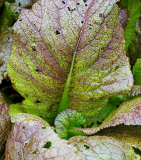 Hořčice habešská - Brassica carinata - semena hořčice - 250 ks