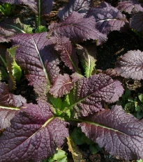 Hořčice červená Red - Brassica juncea - semena hořčice - 300 ks