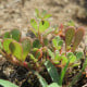 Šrucha zelná Golden - Portulaca oleracea - semena šruchy - 100 ks