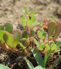 Šrucha zelná Golden - Portulaca oleracea - semena šruchy - 100 ks