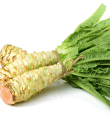 Salát chřestový Celtuce - Lactuca sativa L.var.asparagina - semena salátu - 300 ks