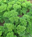 Petržel Mooskrause - Petroselinum crispum - semena petržele - 500 ks