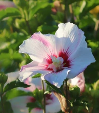 Ibišek syrský bílý - Hibiscus syriacus - semena ibišku - 12 ks
