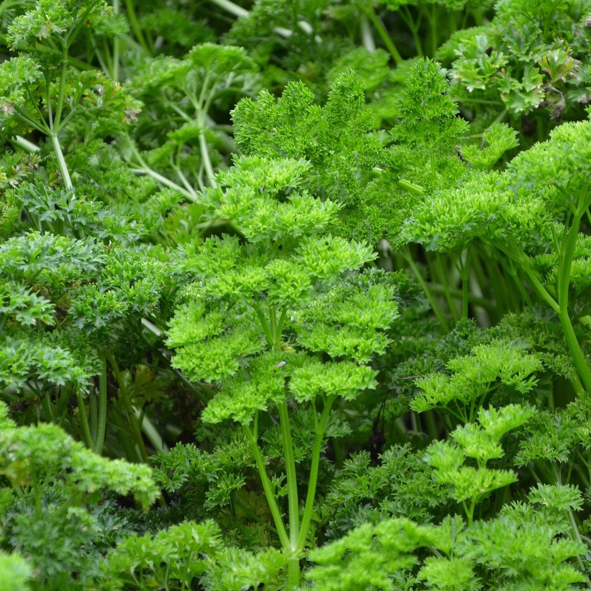Petržel zahradní naťová Kudrnka - Petroselinum crispum convar. vulgare - semena petržele - 700 ks