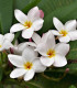 Plumérie - Havajská květina - Plumeria - semena plumérie - 3 ks