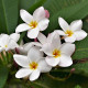 Plumérie - Havajská květina - Plumeria - semena plumérie - 3 ks