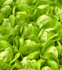 Salát Safír - Lactuca sativa - semena salátu - 400 ks