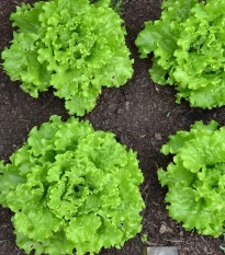Salát Batavia - Lactuca sativa - semena salátu - 800 ks