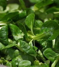 Kozlíček polníček Elan - Vallerianella locusta - semena polníčku - 150 ks