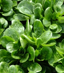 Kozlíček polníček Vít - Vallerianella locusta - semena polníčku - 200 ks