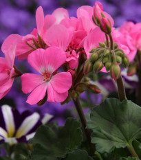 Muškát páskatý Horizon - Pelargonium zonale - semena - 4 ks