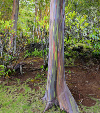 Eukalyptus duhový - Blahovičník - Eucalyptus deglupta - semena eukalyptu - 10 ks