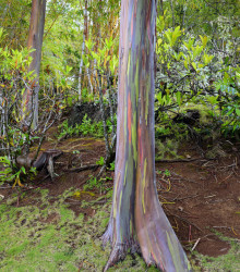 Eukalyptus duhový - Eucalyptus deglupta - semena - 5 ks