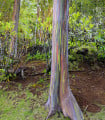 Eukalyptus duhový - Blahovičník - Eucalyptus deglupta - semena eukalyptu - 10 ks