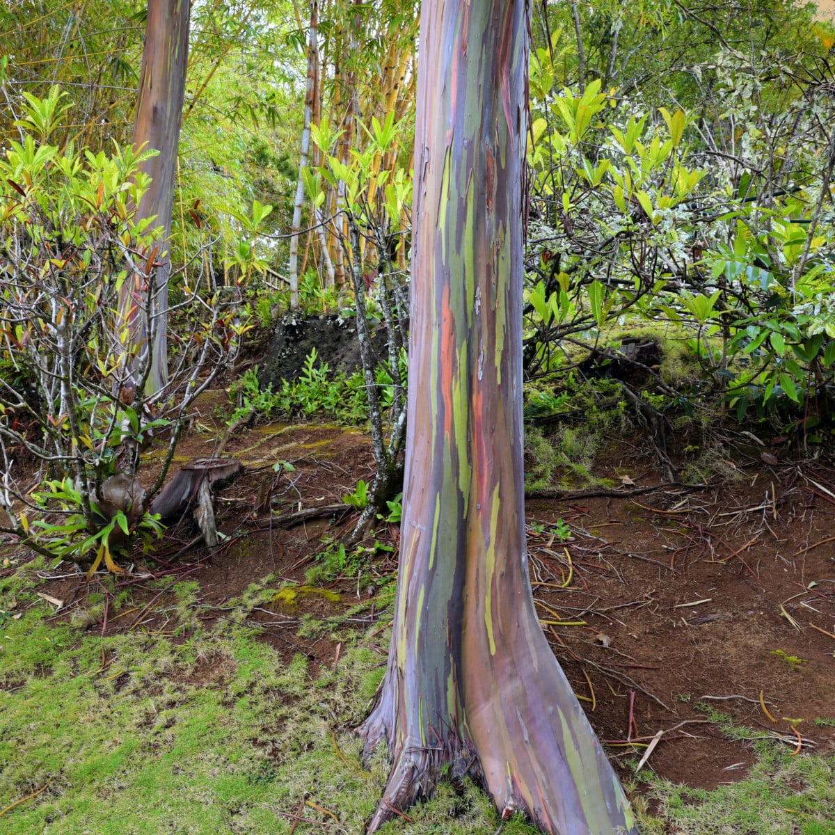 Eukalyptus duhový - Blahovičník - Eucalyptus deglupta - semena eukalyptu - 10 ks
