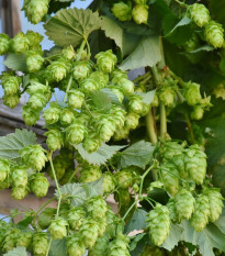 Chmel otáčivý - Humulus lupulus - semena chmelu - 20 ks