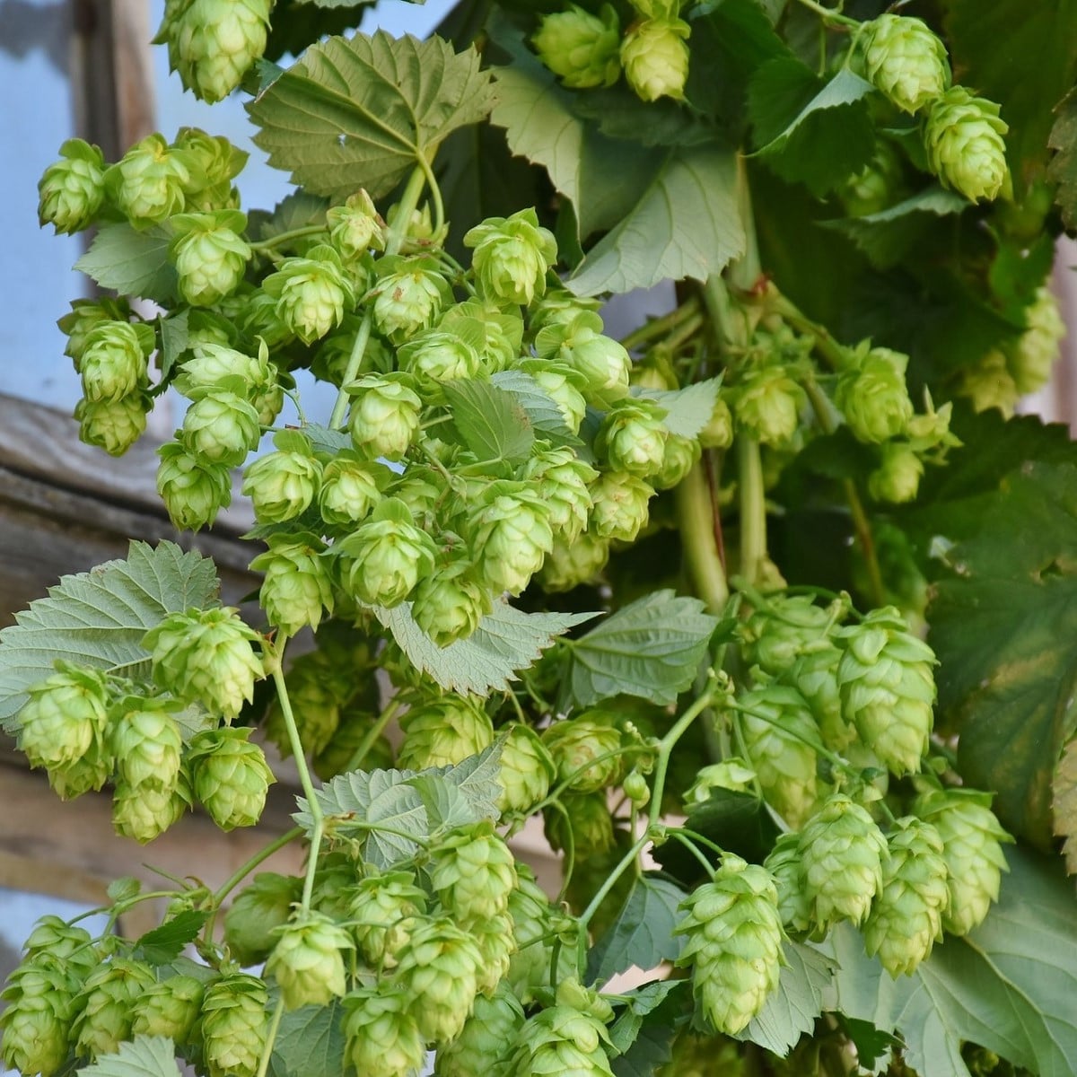 Chmel otáčivý - Humulus lupulus - semena chmelu - 20 ks