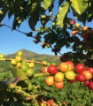 Kávovník Konna havajský - Coffea konna - semena - 5 ks
