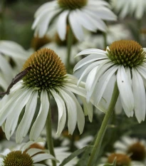 Třapatkovka nachová Primadonna White - Echinacea purpurea - semena třapatkovky - 15 ks