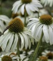 Třapatkovka nachová Primadonna White - Echinacea purpurea - semena třapatkovky - 15 ks