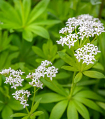 Svízel vonný - Galium odoratum - semena - 10 ks