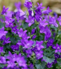 Lobelka nadmutá - Lobelia inflata - semena lobelky - 25 ks