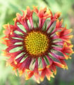 Kokarda jednoduchá Lorenziana směs - Gaillardia pulchella - semena kokardy - 0,3 g