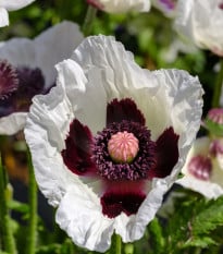 Mák Miss Piggy - Papaver orientale - prostokořenné sazenice máků - 1 ks