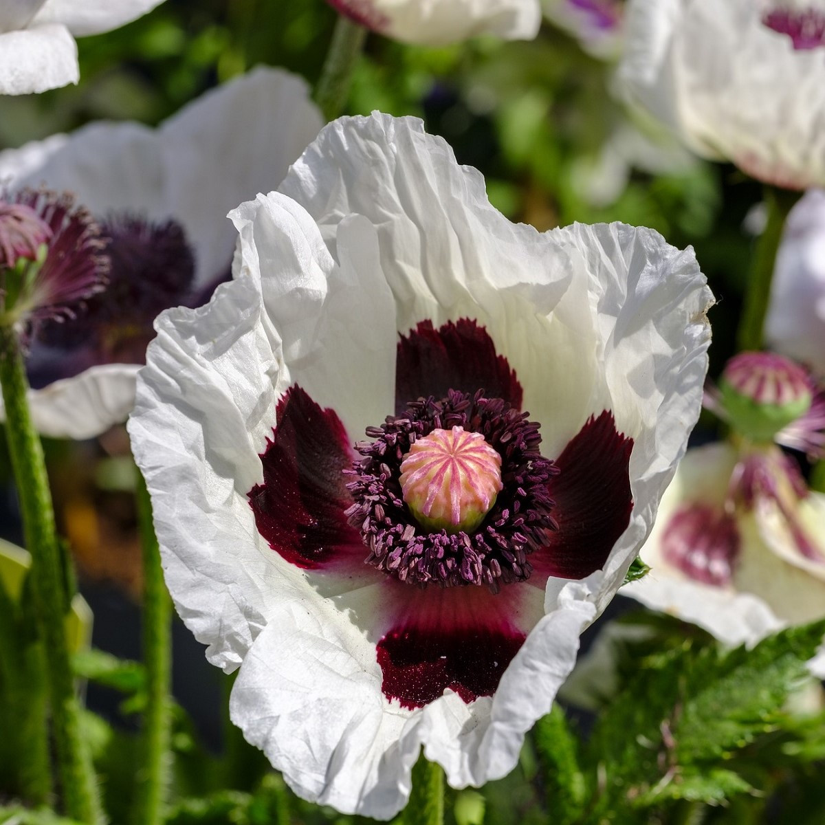Mák Miss Piggy - Papaver orientale - prostokořenné sazenice máků - 1 ks