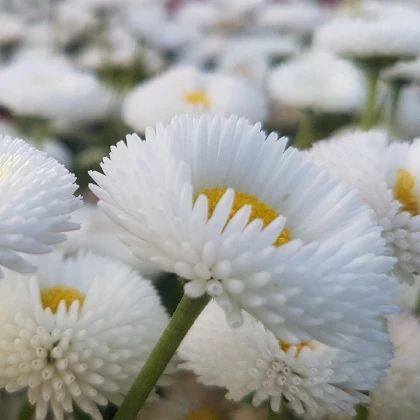 Sedmikráska chudobka bílá Tasso - Bellis perennis - semena sedmikrásky - 50 ks