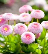 Sedmikráska chudobka růžová Tasso - Bellis perennis - semena sedmikrásky - 50 ks