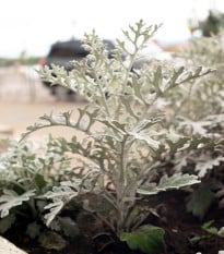 Starček přímořský - Cineraria maritima - semena starčeku - 300 ks