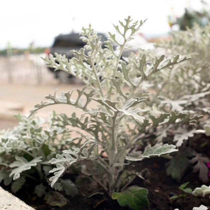 Starček přímořský - Cineraria maritima - semena starčeku - 300 ks