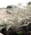 Starček přímořský - Cineraria maritima - semena starčeku - 300 ks