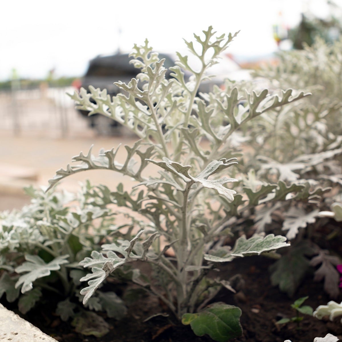 Starček přímořský - Cineraria maritima - semena starčeku - 300 ks