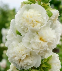 Topolovka plnokvětá bílá Chaters - Slézová růže - Alcea rosea - semena topolovky - 12 ks