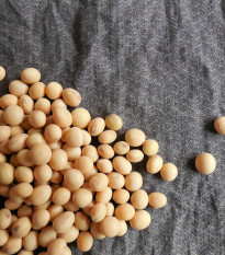 Sója - Glycina max - semena sóji - 25 ks