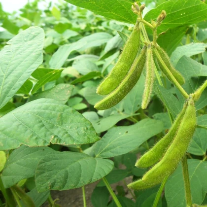 Sója - Glycina max - semena sóji - 25 ks