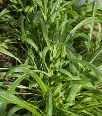 Mibuna - Japonský salát - Brassica rapa - semena mibuny - 40 ks