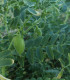 Cizrna Pascia - Cicer arietinum - semena cizrny - 10 ks